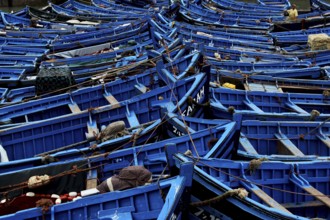 Blue-painted fishing boats close together in the port of Essaouira, Essaouira, Morocco