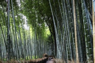 Beautiful bamboo forest in Arashiyama, Kyoto, Japan