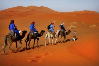 A camel caravan with Bedouins crosses the bright orange sand dunes, Erg Chebbi, Morocco