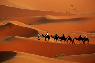 Camel caravan moves through the breathtaking sand dunes of Erg Chebbi in warm sunlight, Erg Chebbi,