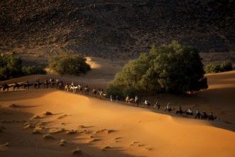 A camel caravan wanders through the sand dunes, illuminated by the low sun, Erg Chebbi, Morocco