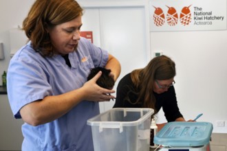 A woman keeps a kiwi chick in a laboratory while another person works in the background, Rotorua,
