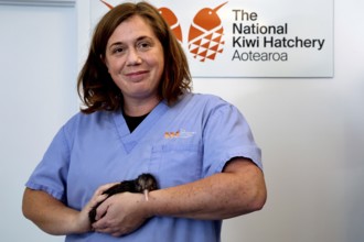 Woman in blue apron carefully holding a small kiwi chick, Rotorua, Bay of Plenty, New Zealand