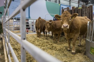 Cows in the animal hall at the Green Week at the exhibition center in Berlin on 16.01.2026. The