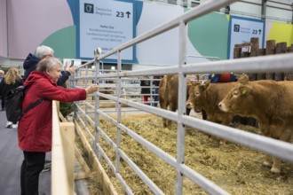 Visitors photograph cows in the animal hall during Green Week on the exhibition grounds in Berlin