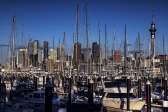 Westhaven marina with numerous sailboats in front of the skyline, Auckland, null, New Zealand