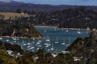 View of the Bay of Islands with numerous boats surrounded by lush vegetation, Maiki, Bay of