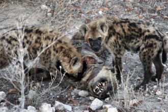 Two hyenas eat a carcass in Etosha National Park, Etosha National Park, Namibia