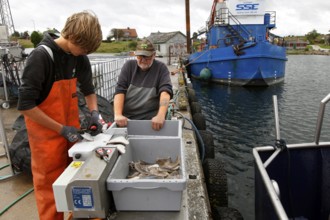 Fishermen process their catch at the harbour with a fishing boat in the background, Herrvik,