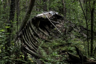 Dilapidated fishing boat surrounded by forest with visible ship ribs, Mazirbe, Latvia