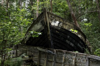 Old fishing boat wreck amidst thick vegetation in the forest, Mazirbe, Latvia