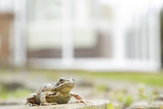 Common frog (Rana temporaria) adult amphibian in a garden with a house in the background in spring,