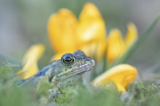 Common frog (Rana temporaria) adult amphibian amongst garden yellow crocus flowers in spring,
