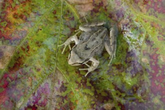 Common frog (Rana temporaria) juvenile baby froglet amphibian on an autumn colour leaf, England,