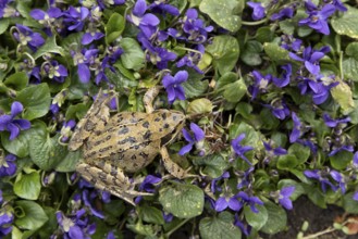 Common frog (Rana temporaria) adult amphibian on garden blue violet flowers in spring, England,