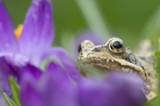 Common frog (Rana temporaria) adult amphibian amongst garden purple crocus flowers in spring,