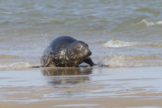 Atlantic grey seal (Halichoerus grypus) adult animal in the shallow sea on a seaside beach,