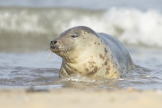 Atlantic grey seal (Halichoerus grypus) adult animal relaxing in the shallow water of the sea at a