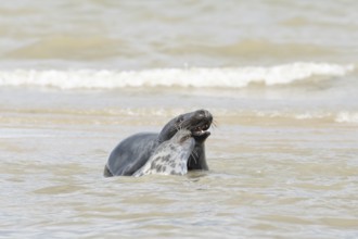 Atlantic grey seal (Halichoerus grypus) two adult animals courting in love in the sea, England,