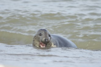 Atlantic grey seal (Halichoerus grypus) adult animal in the shallow water of the sea, England,