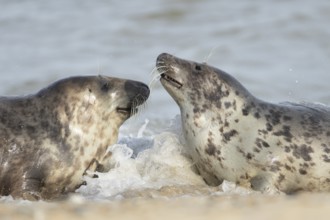 Atlantic grey seal (Halichoerus grypus) two adult animals in the sea waves on a seaside beach,