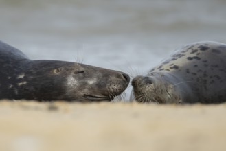 Atlantic grey seal (Halichoerus grypus) two adult animals in love on a seaside beach, England,