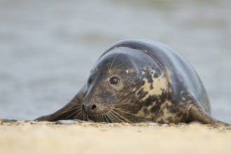 Atlantic grey seal (Halichoerus grypus) adult animal on sand of a seaside beach, England, United