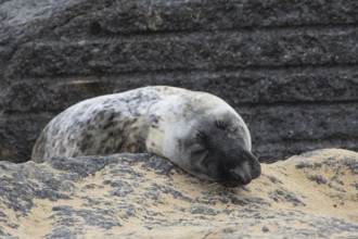 Atlantic grey seal (Halichoerus grypus) adult animal resting on a rock at a beach, England, United