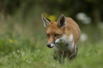 Red fox (Vulpes vulpes) adult animal in countryside grassland, England, United Kingdom
