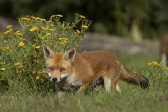 Red fox (Vulpes vulpes) juvenile baby cub animal in countryside grassland with wildflowers in