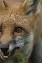 Red fox (Vulpes vulpes) adult animal head portrait, England, United Kingdom