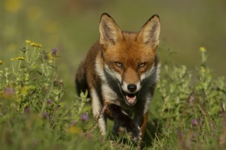 Red fox (Vulpes vulpes) adult animal in countryside grassland with wildflowers in summer, England,