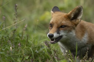 Red fox (Vulpes vulpes) adult animal in countryside grassland in summer, England, United Kingdom