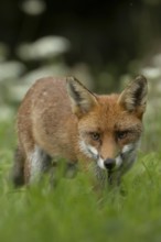Red fox (Vulpes vulpes) adult animal in countryside grassland, England, United Kingdom