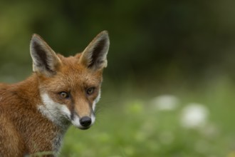 Red fox (Vulpes vulpes) adult animal head portrait, England, United Kingdom