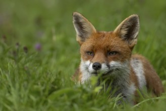 Red fox (Vulpes vulpes) adult animal resting in countryside grassland, England, United Kingdom