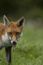 Red fox (Vulpes vulpes) adult animal in countryside grassland in summer, England, United Kingdom
