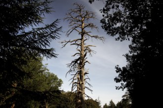 Large, dry tree found in a shady forest near Azrou. The atmosphere is wild and harsh, Azrou,