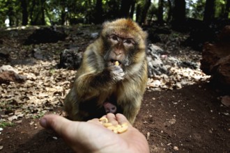 Barbary monkey with baby in Azrou forest fed from one hand, Azrou, zero, Morocco
