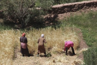 People harvest crops near Ksar Ait Benhaddou, surrounded by green countryside, Ait Benhaddou,
