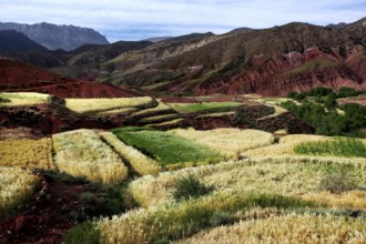 Terraced fields and mountains in the High Atlas region near Achaouikh, Achaouikh, High Atlas,
