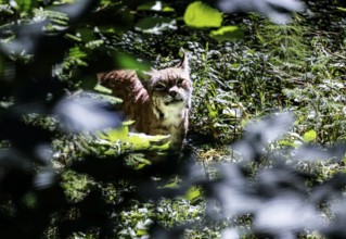A lynx hides in the thick foliage of the Gauja National Park, Ligatne, Vidzeme, Latvia