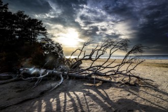 Sunset on beach with fallen trees and dramatic clouds, Kolka, Latvia