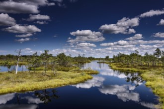 Clear water in marshland reflects clouds and surrounding trees, Kemeri National Park, Latvia