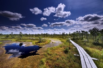 Wooden plank trail leads through swamp landscape with small ponds and sky full of clouds, Kemeri
