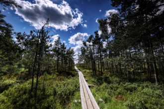 Wooden plank trail snakes through thick pine forest in green marshland, Kemeri National Park,