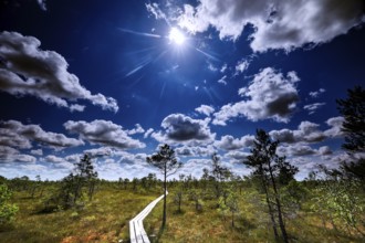 Long wooden plank trail through marshland under dramatic, cloudy sky, Kemeri National Park, Latvia