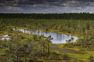 Marsh landscape in Kemeri National Park with lakes and trees, Kemeri National Park, Latvia