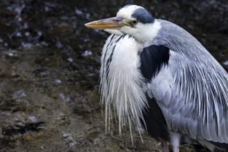 Grey heron on a canal in Kyoto, Okazaki, resting and surrounded by water, Kyoto, Japan