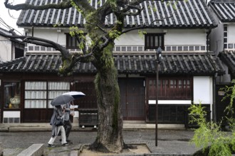 Rainy weather over a traditional street in Kurashiki with a big tree and umbrellas, Kurashiki,